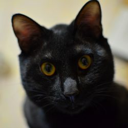 三挂仙人